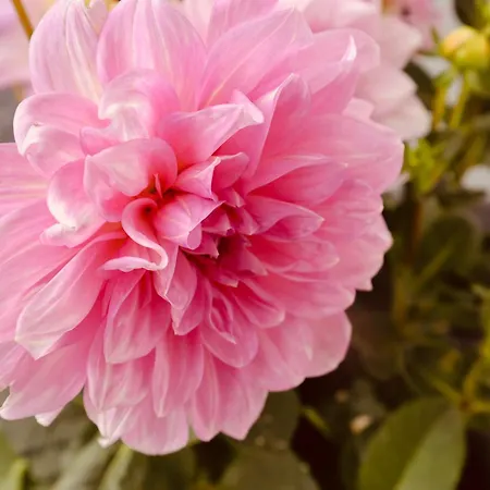 Appartamento Fiechtl *